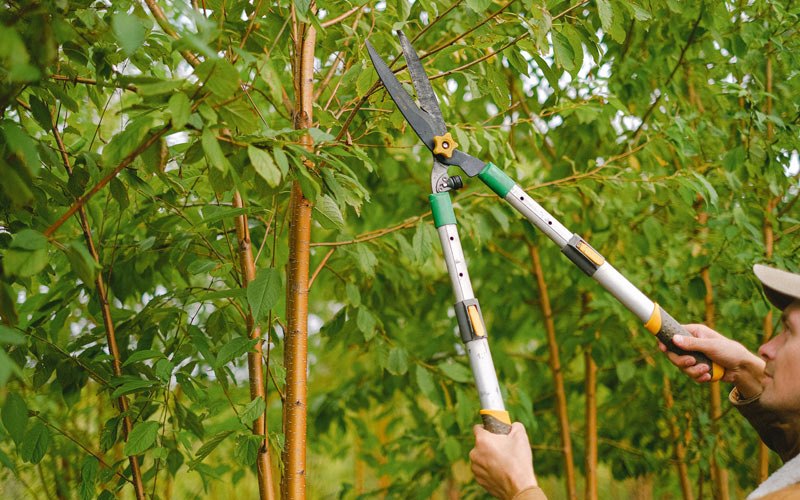 Tree trimming in Osterburg, PA